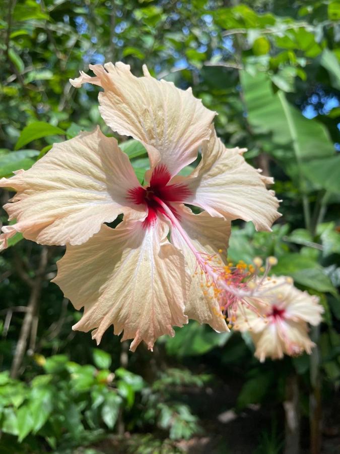 Casa Aracua Trancosoヴィラ エクステリア 写真